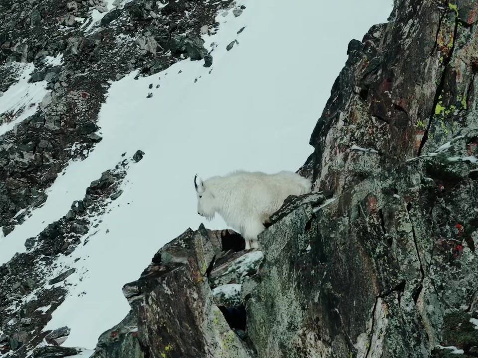 A mountain goat standing on a cliff ledge
